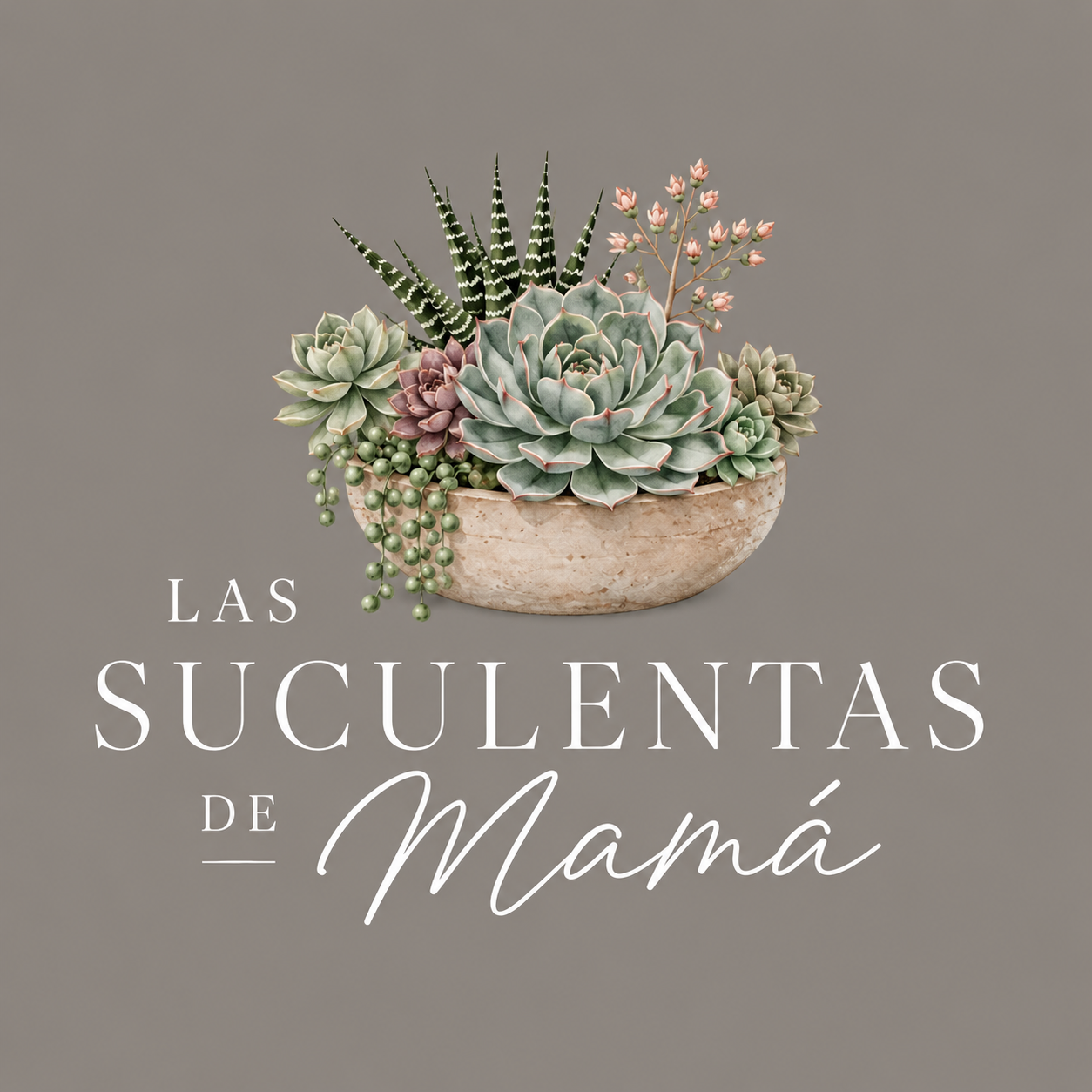 Les suculentes de la meva mare